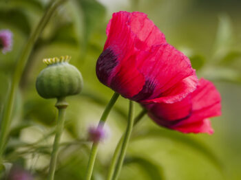 papaver somniferum giganteum bowling ball klaproos