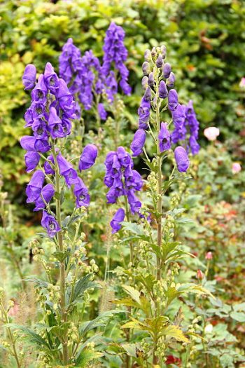 monkshood Aconitum carmichaelii blauwe monikskap laat blauw paars snijbloem