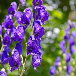 monkshood Aconitum carmichaelii blauwe monikskap laat blauw paars snijbloem