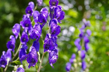 monkshood Aconitum carmichaelii blauwe monikskap laat blauw paars snijbloem