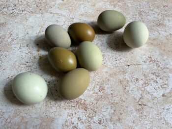 eieren broedeieren easter eggs roze leggers kleurleggers marans groenleggers blauwleggers creamlegbar ameraucana
