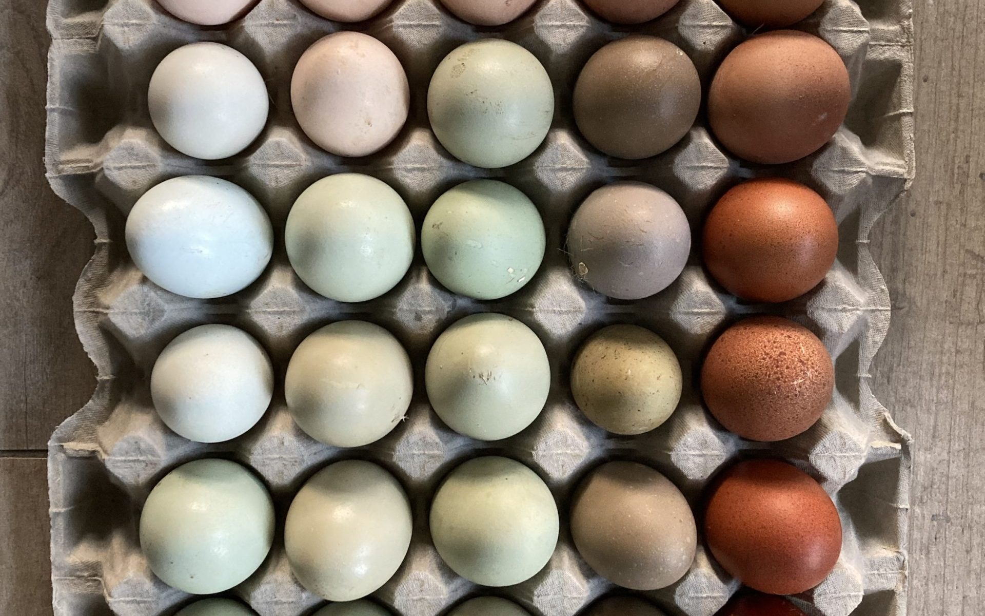 broedeieren easter egg groenlegger regenboogei marans cream legbar, ameraucana