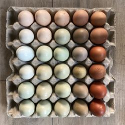 broedeieren easter egg groenlegger regenboogei marans cream legbar, ameraucana