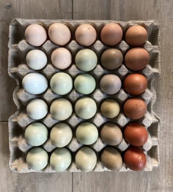 broedeieren easter egg groenlegger regenboogei marans cream legbar, ameraucana