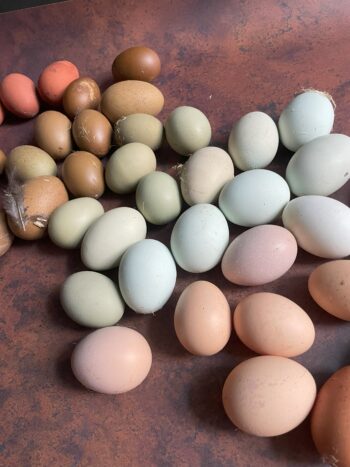 eieren broedeieren easter eggs roze leggers kleurleggers marans groenleggers blauwleggers creamlegbar ameraucana