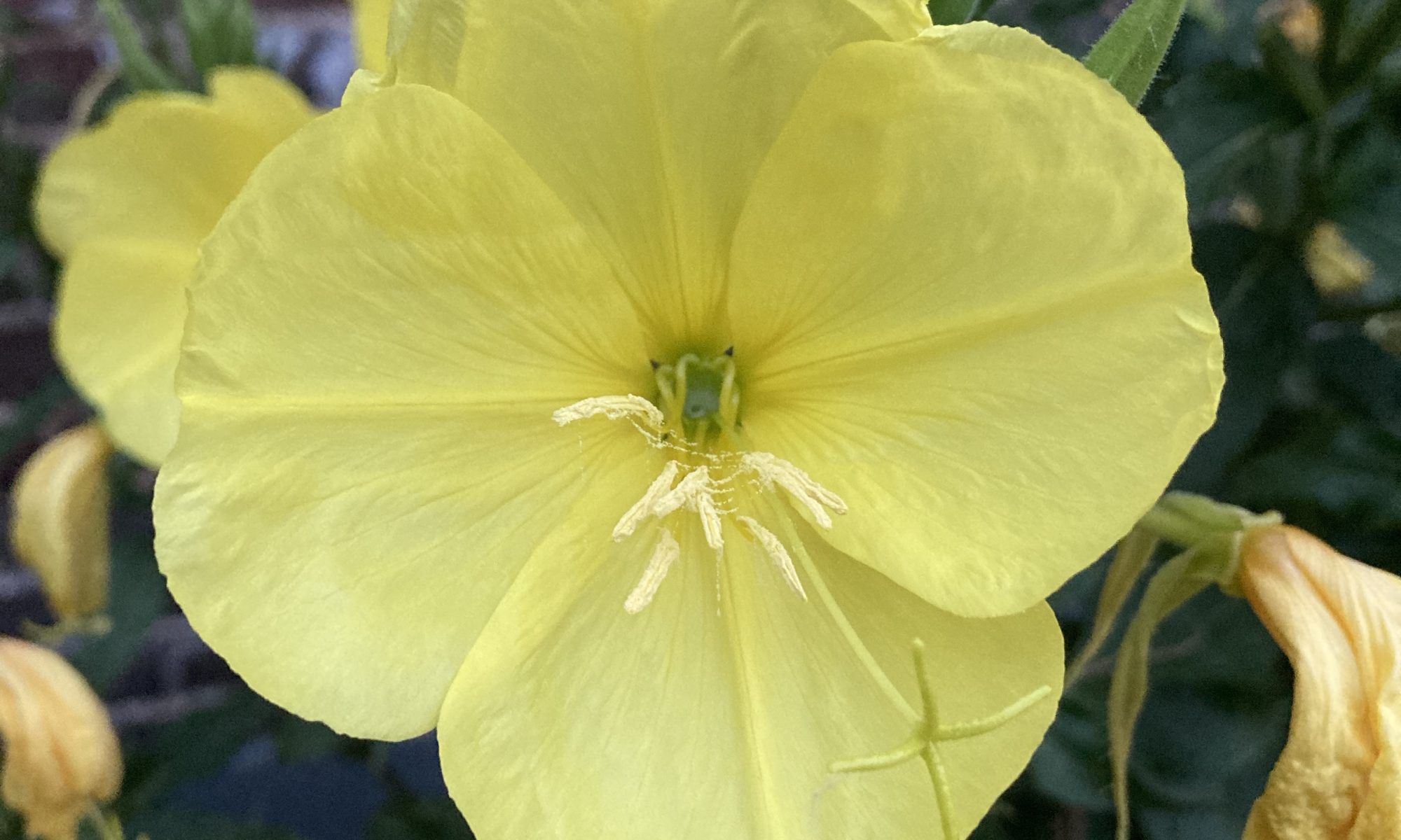 oenothera glazioviana teunisbloem geel yellow heemplant droogteresistent windvast tweejarig