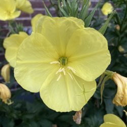 oenothera glazioviana teunisbloem geel yellow heemplant droogteresistent windvast tweejarig