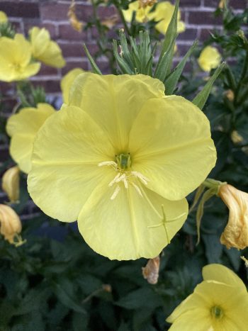 oenothera glazioviana teunisbloem geel yellow heemplant droogteresistent windvast tweejarig