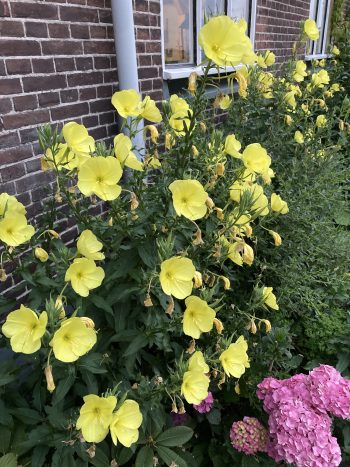 oenothera glazioviana teunisbloem geel yellow heemplant droogteresistent windvast tweejarig