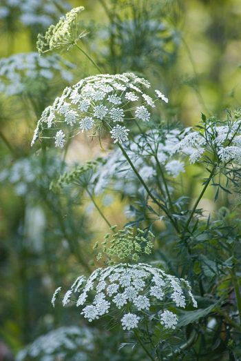 ammi majus bloemscherm wit groot akkerscherm snijbloem biobloem