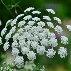 groot akkerscherm wit kantbloem bloemscherm vuller boeket snijbloem biobloem