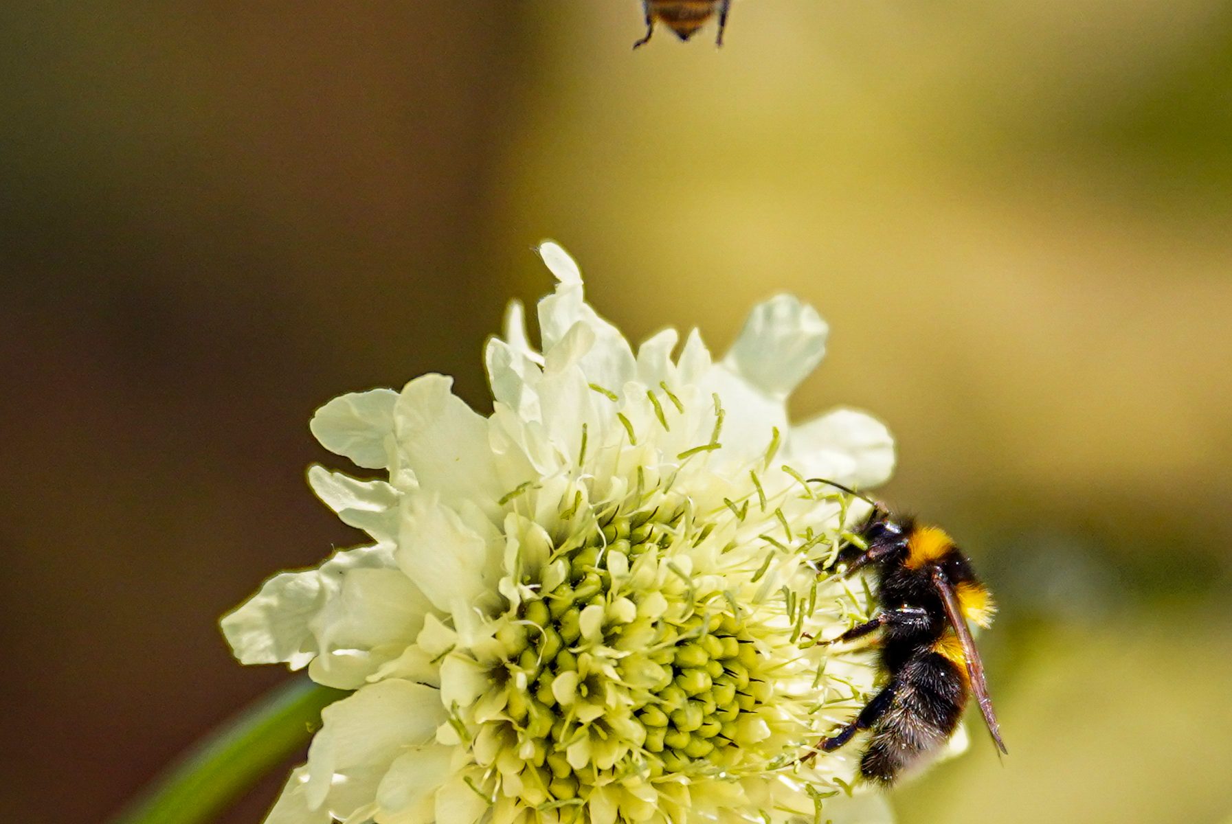 cephalaria gigantea schoepkruid geel wit zomer najaar koudekiemer snijbloem