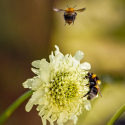 cephalaria gigantea schoepkruid geel wit zomer najaar koudekiemer snijbloem