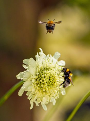 cephalaria gigantea schoepkruid geel wit zomer najaar koudekiemer snijbloem