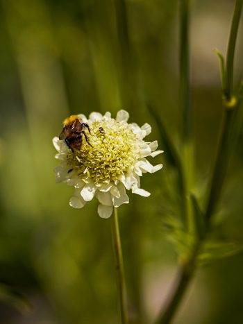 cephalaria gigantea schoepkruid geel wit zomer najaar koudekiemer snijbloem