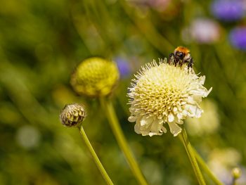 cephalaria gigantea schoepkruid geel wit zomer najaar koudekiemer snijbloem