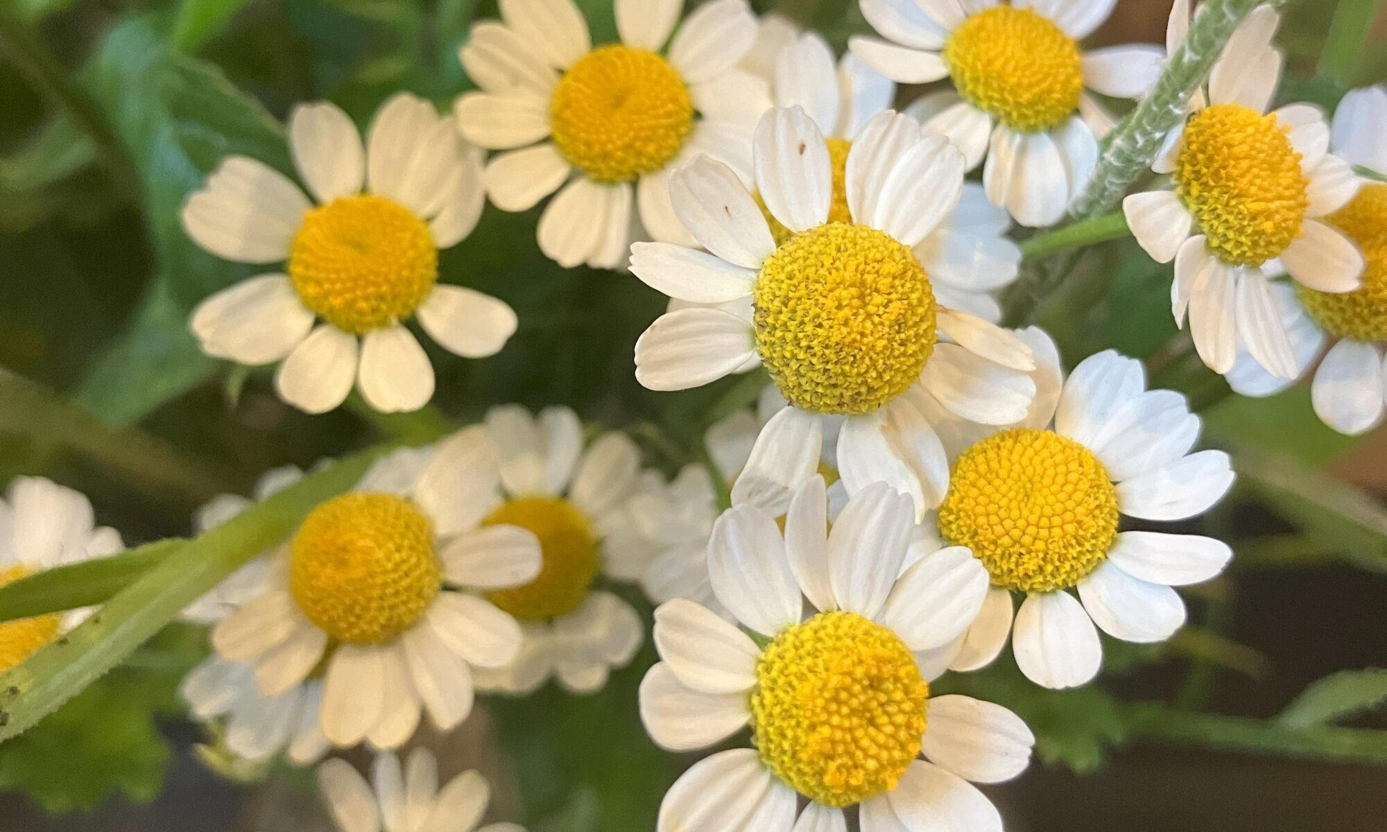 feverfew matricaria moederkruid kamille margriet