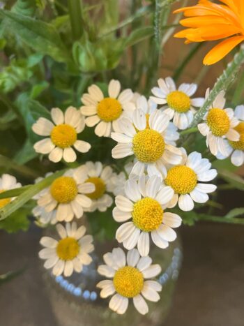 feverfew matricaria moederkruid kamille margriet
