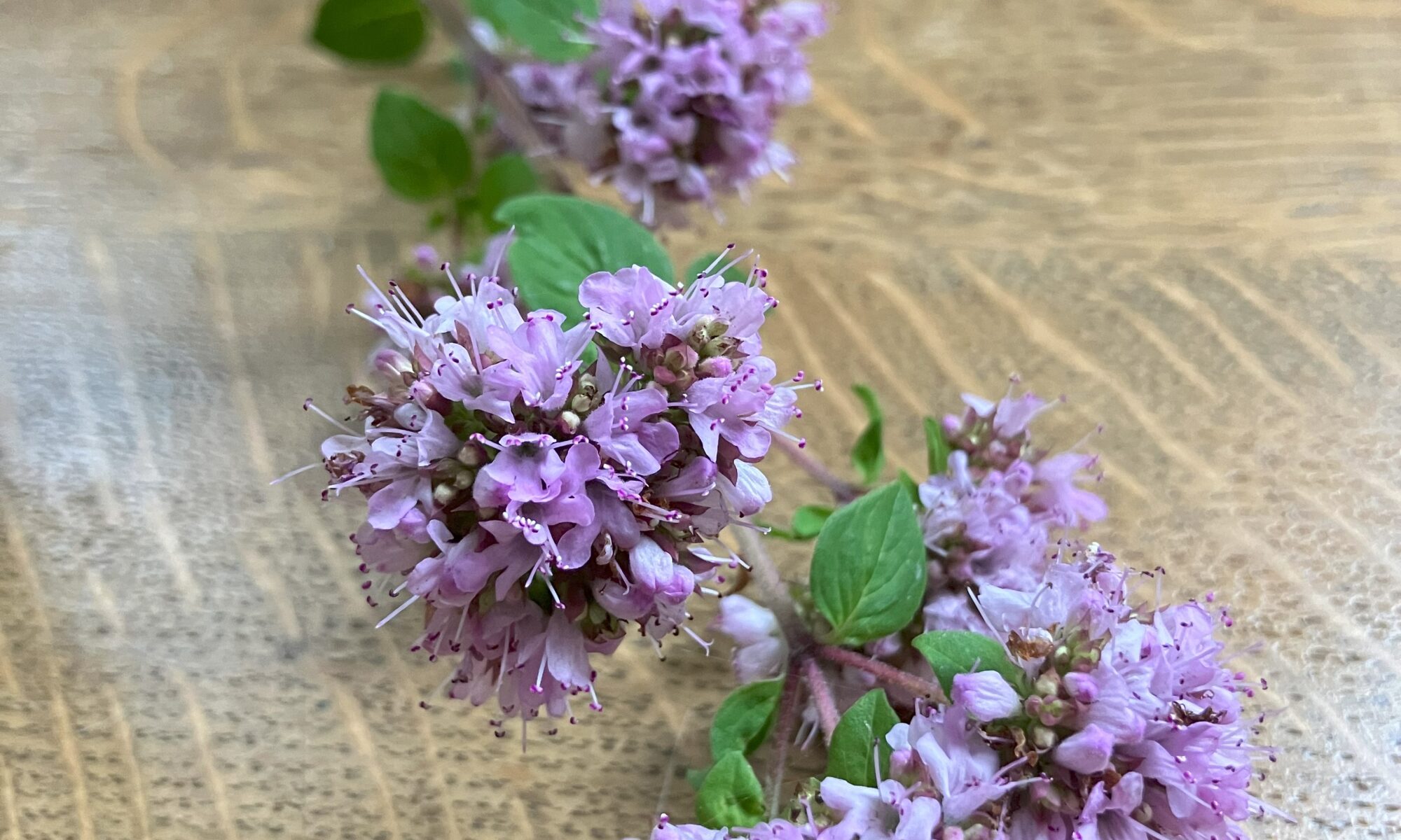 wilde marjoraan, bijen, vlinder, hommel wilde oregano, eetbaar, roze jaarrond, droogteresistent zaaien wilde marjolein