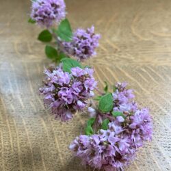 wilde marjoraan, bijen, vlinder, hommel wilde oregano, eetbaar, roze jaarrond, droogteresistent zaaien wilde marjolein