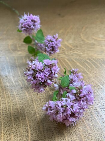 wilde marjoraan, bijen, vlinder, hommel wilde oregano, eetbaar, roze jaarrond, droogteresistent zaaien wilde marjolein