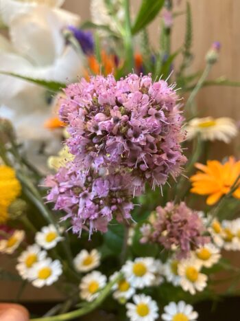 wilde marjoraan, bijen, vlinder, hommel wilde oregano, eetbaar, roze jaarrond, droogteresistent zaaien wilde marjolein
